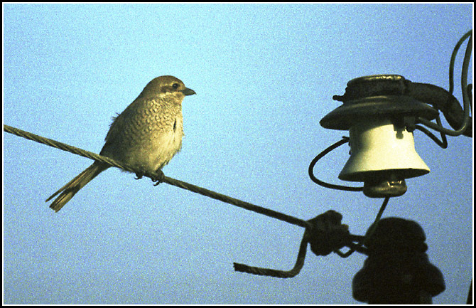 Photo - Bird